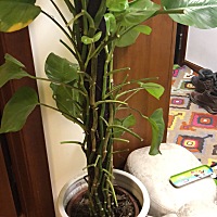 我被儿子气的血压有点儿高，最近心电图异常，还好作了心脏彩超，说没问题，否则事儿大了。为什么这么气...