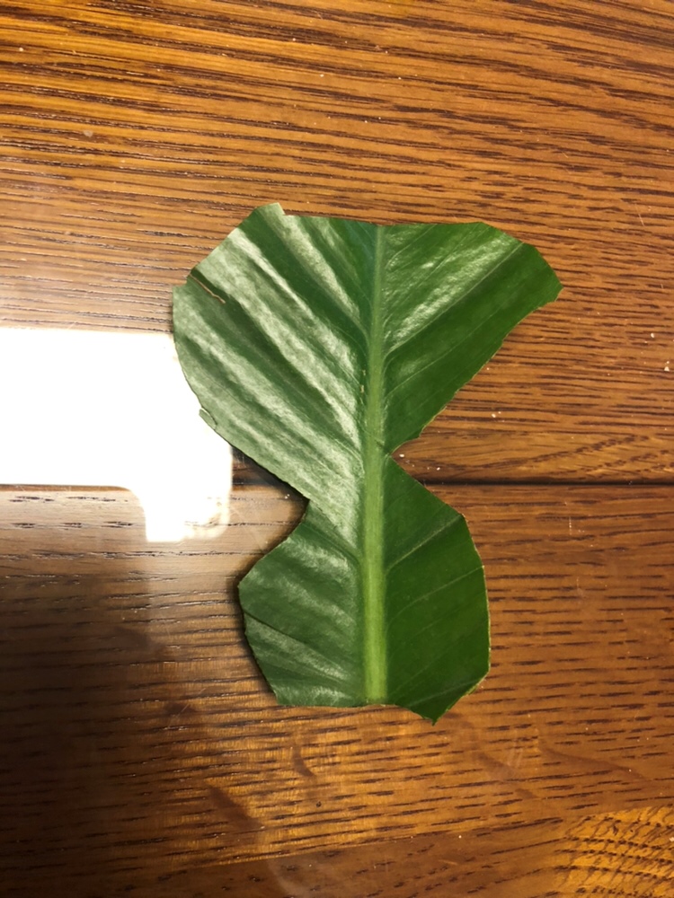 自己剪的蝴蝶，然后觉得丑爆，扔垃圾桶了