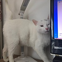 生活里有猫 有疼我的老公 足以  哈哈哈