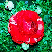 宝宝没出生时都要给它备什么证件呢？