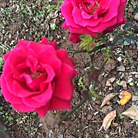 最近可能有点冷落他了、对不起了……