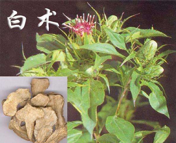 古人在治疗妊娠期间的疾病时，始终遵循一个原则那就是，举病与安胎并举。也就是说时刻考虑用药的安全性和有效性。在治疗急症，重症时也强调急则治其标，缓则治其本，何言慢郎中……

      《妇人大全良方》记载白术散曰：“治妊娠恶阻，吐清水，甚则十余日米浆不进者。”陈氏治疗妊娠呕吐时，对前人主方使用半夏提出质疑。认为妊娠早期，胎气始聚，虑其易散，半夏有动胎之嫌，不可不谨慎。

       于是提出白术散治疗轻、中、重度妊娠呕吐具有临床有效。白术安胎止呕，从中药的理论和实践得以印证。

        白术，甘补脾，温和中，苦燥湿。善于补气，同补血药合用，也能补血。对于汗证，无汗能发汗，有汗能止汗。能够补脾，促进饮食，祛除疲劳。能够和中治疗呕吐。

         对于能疼症状，具有止痛的作用。对于胎动不安，具有安胎的作用。

        对于白术安胎的认识，认为胎系于脾，脾虚则蒂无所附，故易于脱落。因此强脾，则稳固系蒂。