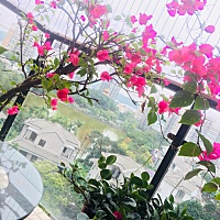 鸟语花香，岁月静好，下午要去医院拿报告了，前天和昨天都有褐色分泌物，昨天抽了血，不知道今天的报告...