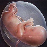 从3个月至出生是胎儿生长发育最快的时期，胎儿长度的增加在3、4、5个月特别快，而体重的增长主要在后末...