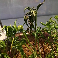 看到你们发芽的发芽，打花骨朵的打花骨朵😊😊😊 我甚是欣慰，不枉我周周给你们浇水呀。 加油，不...