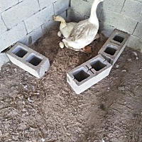 鹅蛋有需要联系