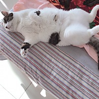Sunday宝宝、爱宠物