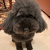 今天带狗狗去检查了～没有弓形虫～终于不用被仍在外面了～不容易