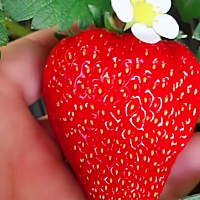 心好累，从11月备孕到现在都没成功，好想哭，听到好多朋友怀孕的消息，心情更紧张。希望我的宝宝能尽快...