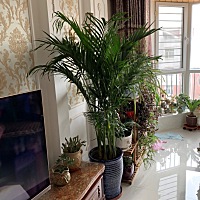 一天天熬日子。过一天是一天。每天都很累。两个月多一些了。每天除了照顾孩子，还有照顾这60多盆花，但...