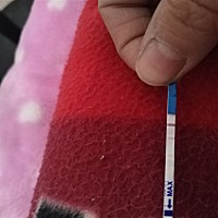 这是怀孕了么？