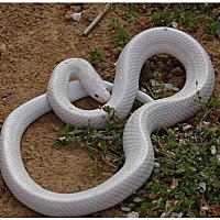 聊一下昨天晚上做的梦，这是在预示什么呢？   梦到 一个网从楼上掉下来，里面是条白蛇 中等个，楼下有两...