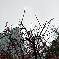 33周脐带绕颈三圈还有希望顺产吗？