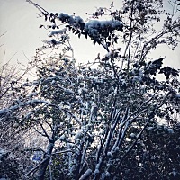 这个冬季的第五场雪，静静地看着，很美