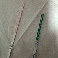 今日晨尿，今天是姨妈日，是怀上了吗？