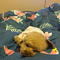 我家安迪最近病了，没事就惨叫，弓着背，抬头也费劲。走路也慢慢的……去医院查说是骨质增生……根治不...