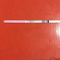 末次2.11，今天下午做了排卵监测，阴超没有发现卵泡，不是排卵了排卵试纸有一条杠吗，我的有两条……这...