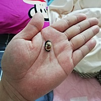 😙经过几天精心护理，终于掉了😭不容易啊