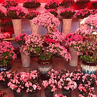 排卵日20190302同房后，没有白带了.有同样的吗？