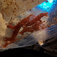 完了  有没有像我这样怀孕了 特别喜欢吃辣条的