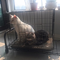 猫咪之前都是在外租房时养的，怀孕了搬回家里住猫咪也接回来了，但是老公担心它们俩会把家里的真皮沙发...