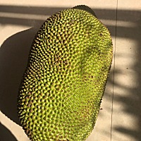 菠萝蜜下奶，在也不用喝汤了！比喝汤效果还好