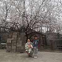 这个季节大家都出去旅游了，朋友圈打开都是玩的，好想出去啊，哈哈，可是只能在家，后院的杏树开花...