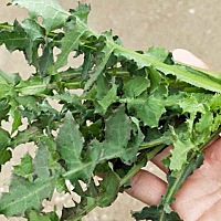 怀孕期间可以吃荠菜和苦荬菜吗？