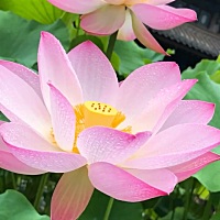 怀孕五5周 5下面流黄色分泌物是什么原因？有没有类似情况的宝妈？