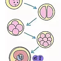 胚胎发育迟缓怎么办？   每个孕妇都希望自己的宝宝可以聪明健康，但是有些胚胎会出现发育迟缓的现象，这...