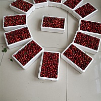 自家种的，吃不够