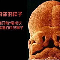 孕早期发育第二课5-8周  第5——6周：胚胎在母体内开始成长发育，心脏长出心室，开始供血，四肢的幼芽也...