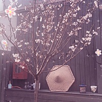 春天来了，樱花开了。