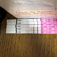 我是2月7日来的姨妈，到现在都没来，也没怀孕，这是第2个月开始排卵了吗？