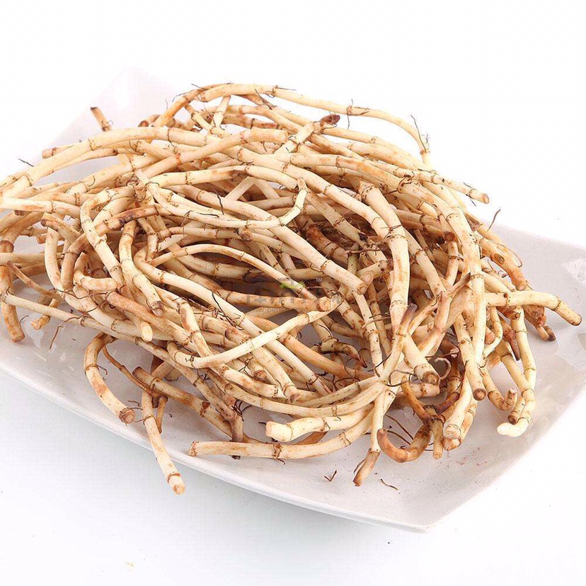 鱼腥草的根茎