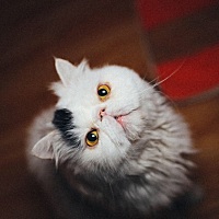 牙疼的不行，月子里能不能拔掉牙神经