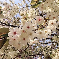 晒太阳，赏花，喝芒果乌龙茶， 享受工作时的美好……