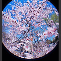 那年花开月正圆