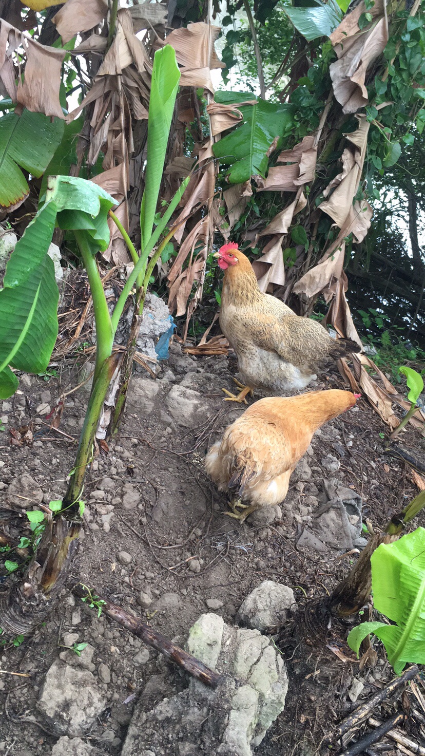 这是我花了60块钱买的小母鸡，养了快三个月，现在天天两只各下一个蛋
