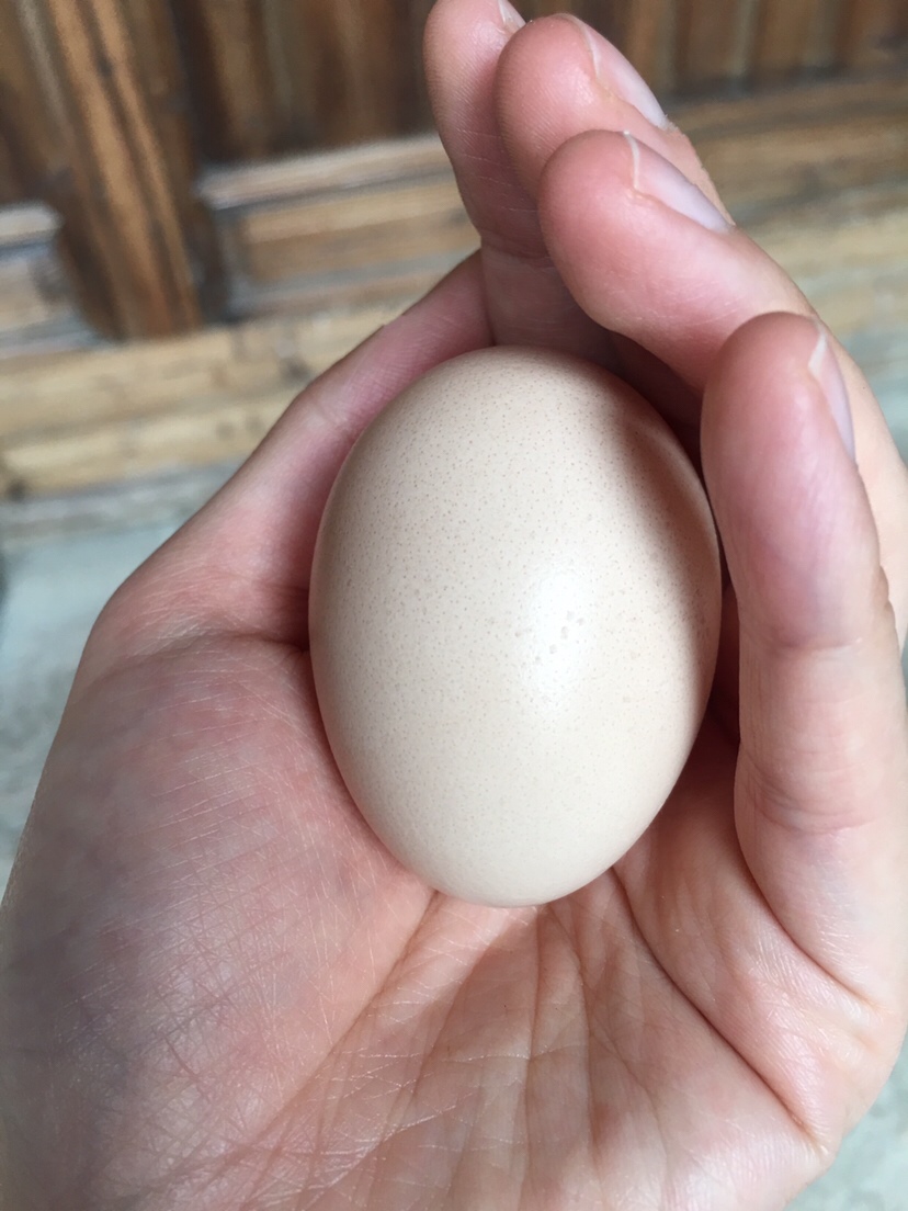 这个是黄色小母鸡生的白蛋
