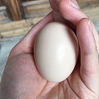 土鸡蛋 这个是黄色小母鸡生的白蛋 花色的那只鸡生的蛋比较黄 这是我花了60块钱买的小母鸡，养了快三个月...
