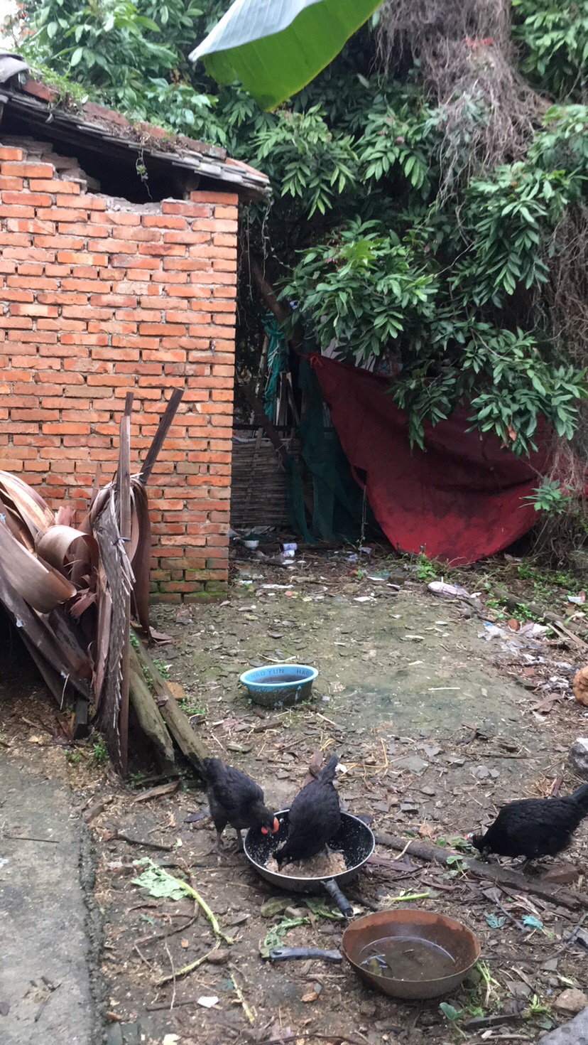 小乌鸡一只30块，你们觉得贵吗