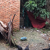 妈妈又给我养了6只小乌鸡，还有两只是杂交乌鸡 小乌鸡一只30块，你们觉得贵吗 这个母鸡是去年底买的 每...