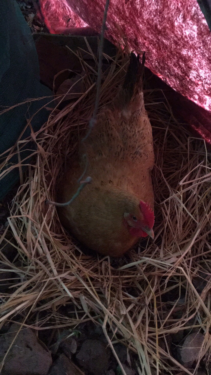 这个母鸡是去年底买的