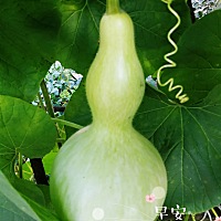 预产期过了三天了，实在扛不住了，想去医院催生，不想剖腹产想顺产，但孩子就是没动静……每天都腰酸背...