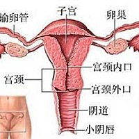 子宫内膜 •子宫内膜是土壤，胚胎是种子，激素水平和心情相当于阳光雨露，每个月，   内膜都做好准备，...