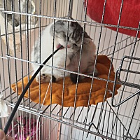 怀孕七月把我家的Coco宝贝接回了家，婆婆刚开始很反对，等接回来安顿好了，婆婆却成了铲屎官了哈哈哈