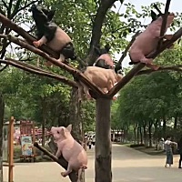如今，猪🐷都上树了😄
