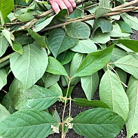 又有邻居来找我叔叔砍这个药材了，说什么生痔疮，用这个晒一晒然后用来三碗水煎成一碗 加蜂蜜喝，可以治...