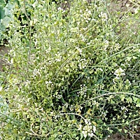 因为太好啦！忍不住再叨叨几句 荠荠菜！对坐月子，出月子，小孩，真的是太多好处啦！